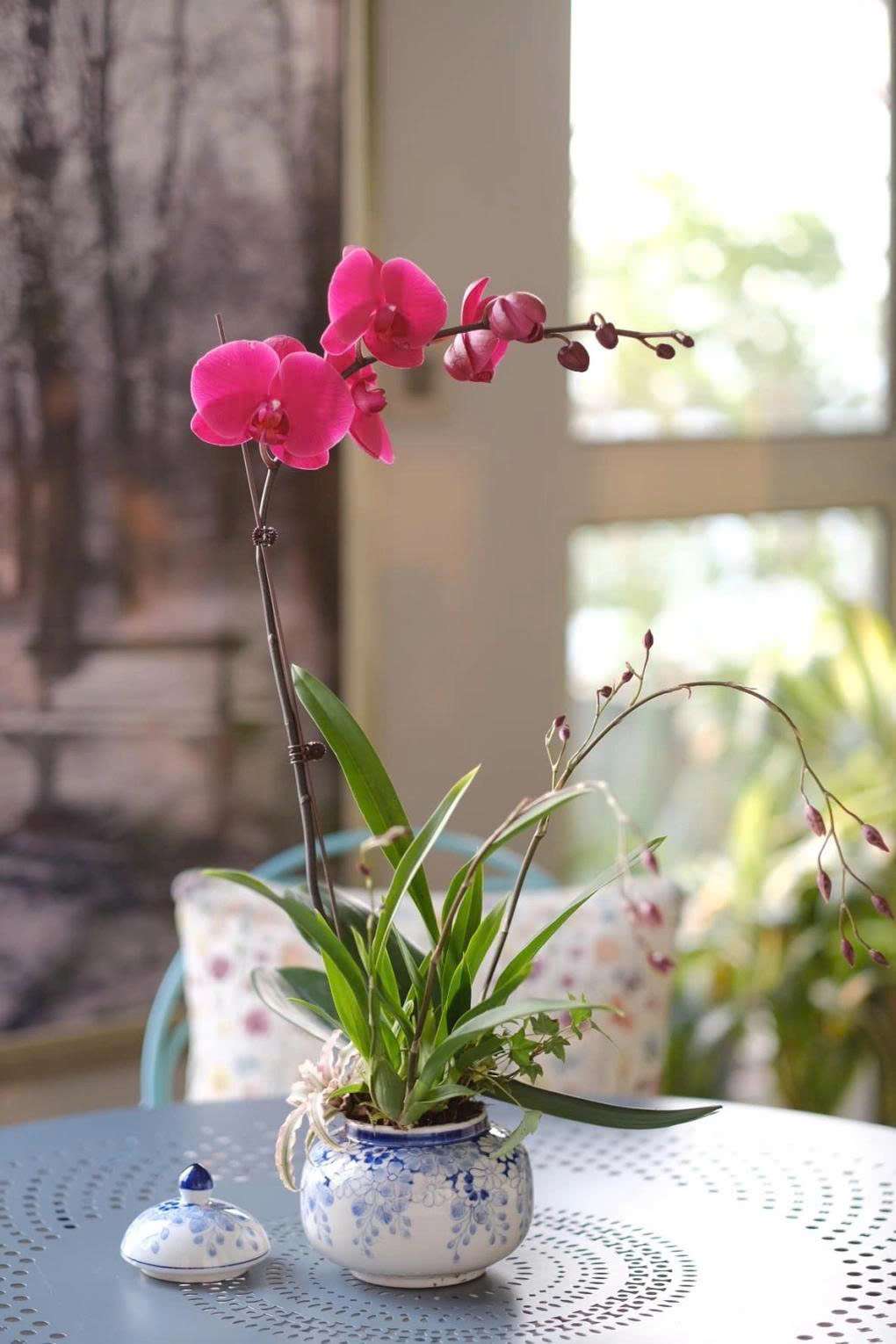 Đặt lan hồ điệp nơi ánh sáng tán xạ, tránh luồng gió điều hòa và hạn chế phụ kiện rườm rà giúp không gian Tết tinh tế, hoa bền màu hơn.