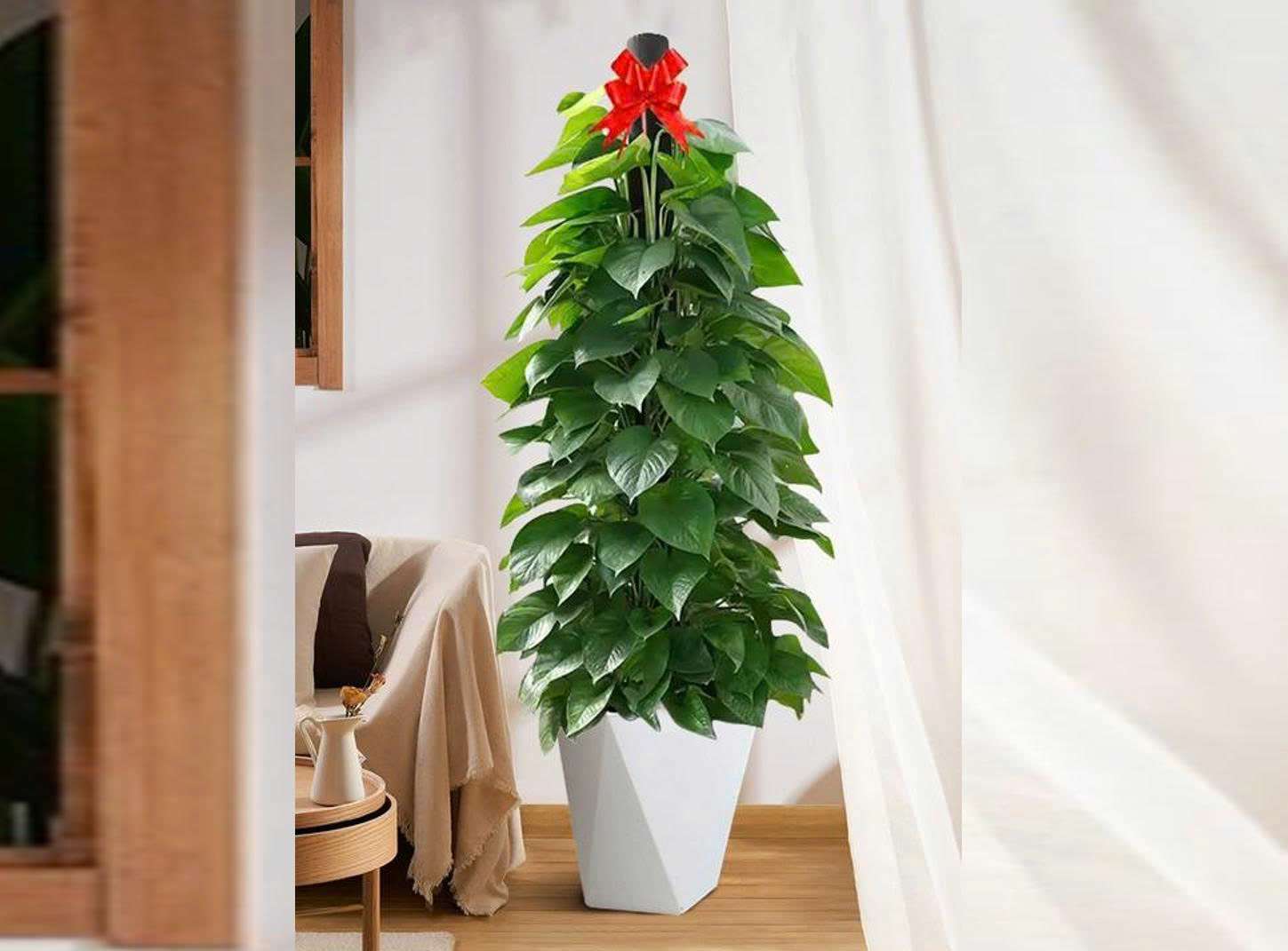 Nhà bị góc nhọn chiếu thẳng hay đường đâm vào cửa thường được xem là “sát khí” trong phong thủy. Tuy nhiên, chỉ với một chậu cây xanh đặt đúng vị trí có thể làm dịu luồng khí xấu, giúp không gian hài hòa và dễ chịu hơn.